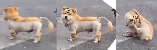 虎年來了，膽大妄為的網友們竟然想擁有一隻老虎？