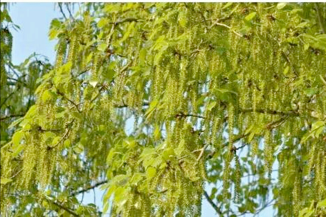 不同季節的樹上蔬菜，空閒時間採回來，換口味又安全