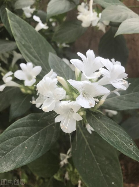 金銀花是一種野生花，現在都把它作為盆景，