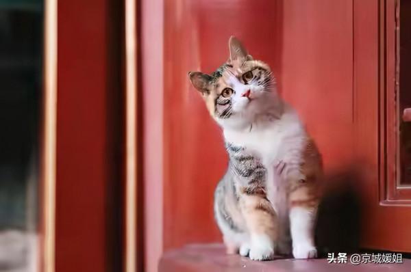 故宮裡的動物大盤點,您都知道他們的來歷嗎? 故宮裡的動物大盤點,您都知道他們的來歷嗎?