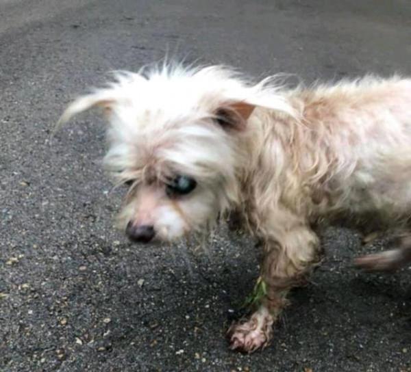 狗狗不慎走丟，7年艱辛流浪，離家1200公里，14歲有幸再遇主人