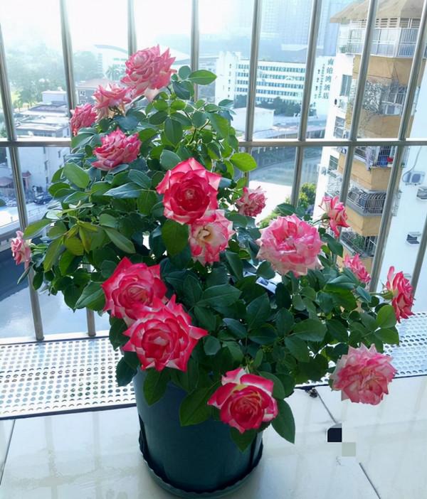 5種“女人花”,吃好又好聞,摘葉子花朵泡茶煲湯,養出嬌嫩容顏 5種“女人花”,吃好又好聞,摘葉子花朵泡茶煲湯,養出嬌嫩容顏