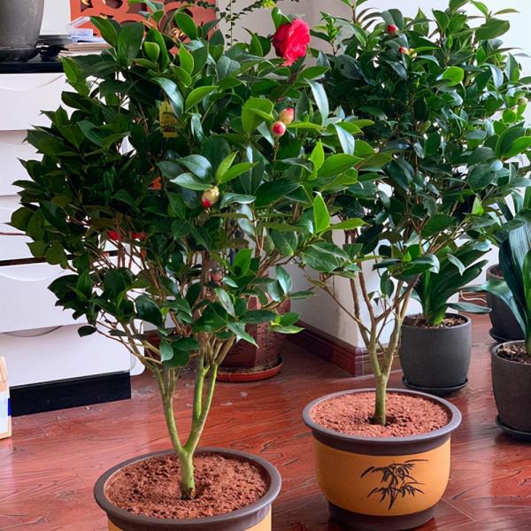 想茶花養的好，記住這點，花開爆盆