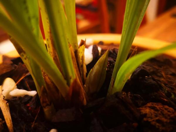 紅花荷瓣春蘭今春開花了