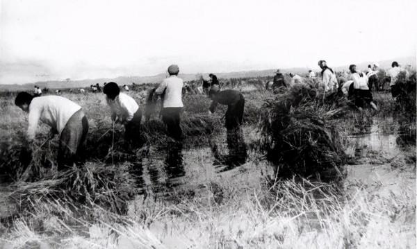 留在北大荒的上海女知青