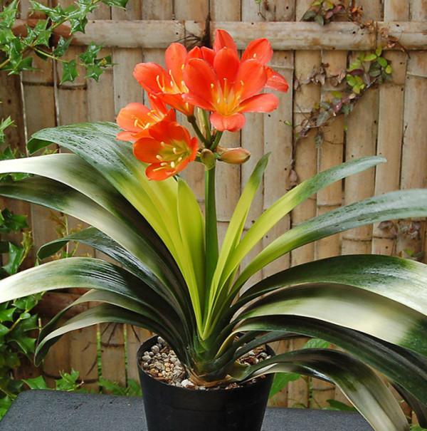 天生“怕曬”的7種花，曬太陽容易黃葉，放陰涼地反而綠油油的