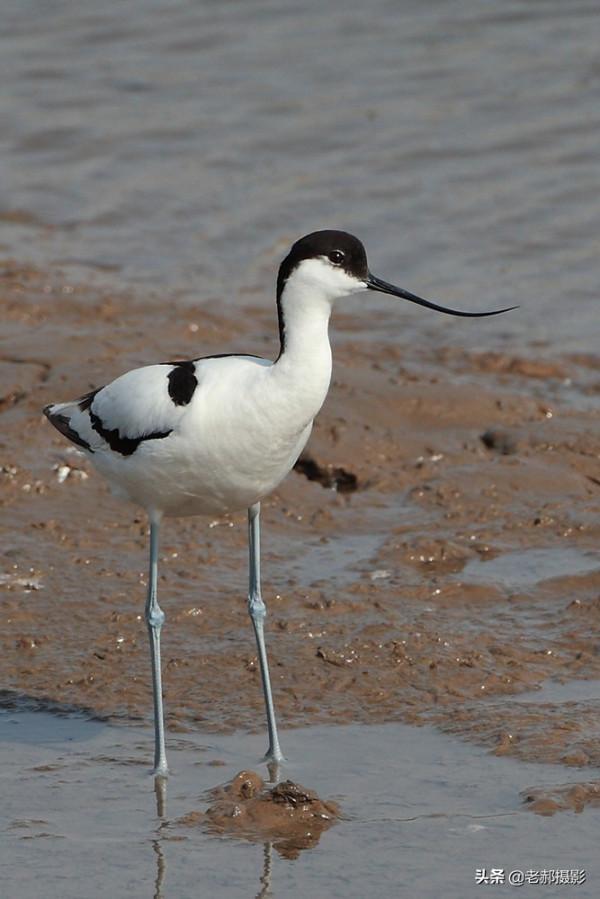 見過向上彎曲的鳥兒嘴嗎？