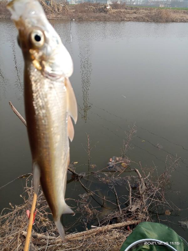 冬季釣鯽魚，水溫是影響中魚的因素之一