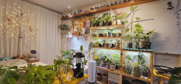 獨居6年，不想結婚，她把全屋擺滿各種綠植，意外收穫五千人關注