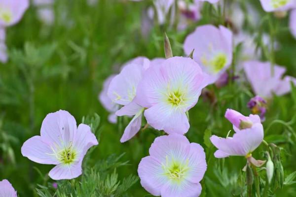 探花記｜美麗月見草，白天也開放