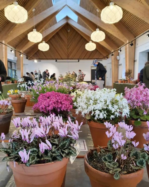 養盆栽仙客來掌握7點,養20~30年都不是問題,年年能開花 養盆栽仙客來掌握7點,養20~30年都不是問題,年年能開花