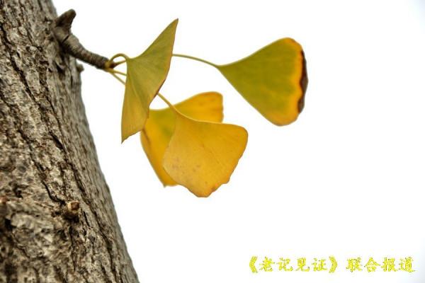 辛丑牛落葉寒歲催闌珊 送別深秋拍紅葉