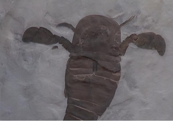 史前動物廣翅鱟：專吃海洋“浮屍”，4億年前最先登陸地面的動物