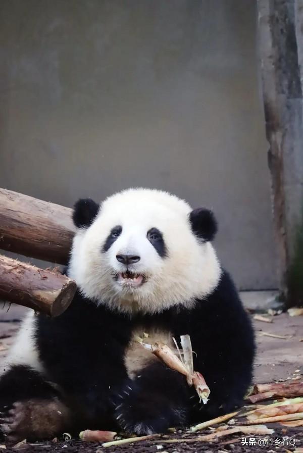 可愛又呆萌的國寶熊貓誰不喜歡