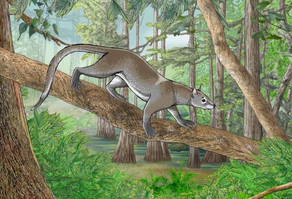 犬科動物演化史上,前三強的猛獸分別是什麼?能打贏貓科嗎? 犬科動物演化史上,前三強的猛獸分別是什麼?能打贏貓科嗎?