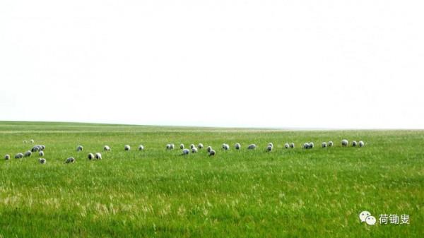 這才是真正的大草原 這才是真正的大草原