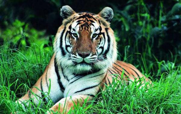 壬寅虎年伊始，揭秘毛主席祖墳所在地&OpenCurlyDoubleQuote;虎歇坪&rdquo;往事，兼談虎文化