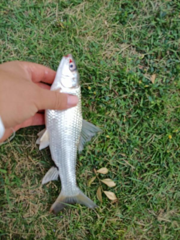 「雙11」半下午,一家人,一份餌,三條魚,盡享親子垂釣之樂… 「雙11」半下午,一家人,一份餌,三條魚,盡享親子垂釣之樂…