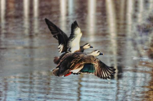 水鳥的家園 水鳥的家園