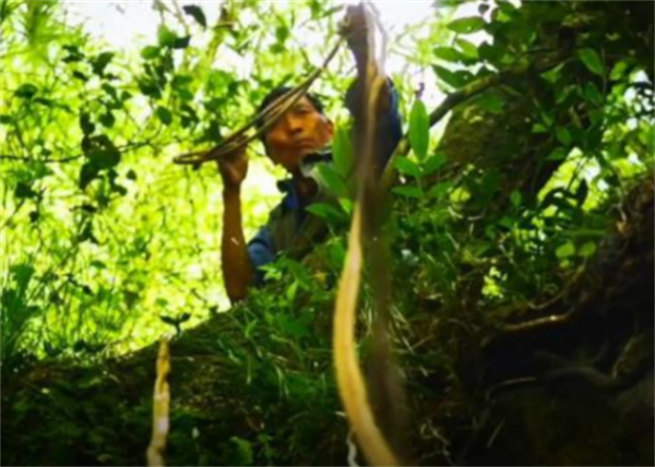 最後的採燕窩人：貴的一斤2萬6，兒子寧願打工也不學