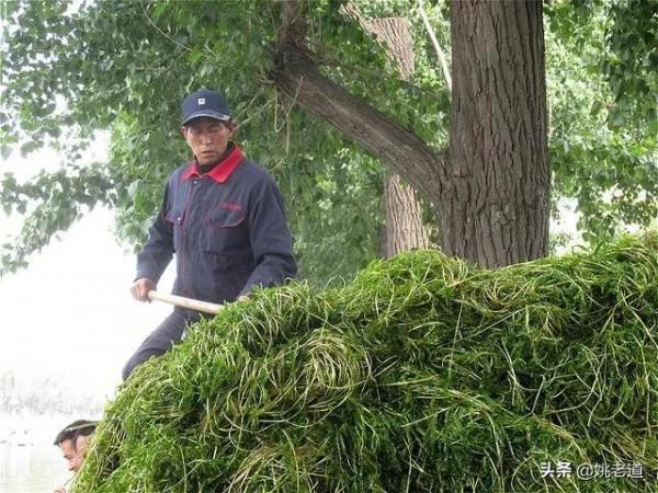 “重障區”的相貌特徵,鯽魚都是一窩一窩的!秋冬釣位選擇圖文版 “重障區”的相貌特徵,鯽魚都是一窩一窩的!秋冬釣位選擇圖文版