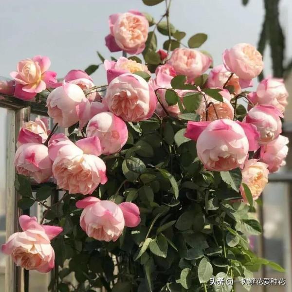 露養易黑斑12種月季，不建議全露養、地栽不遮雨養這些品種