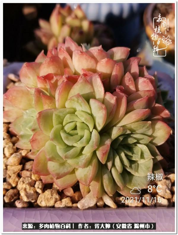 因多肉遇見滿滿的愛和美好，有多肉相伴，歲月生香