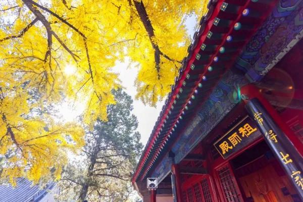 紅螺寺秋日的邀約——千年銀杏進入最佳觀賞期 紅螺寺秋日的邀約——千年銀杏進入最佳觀賞期