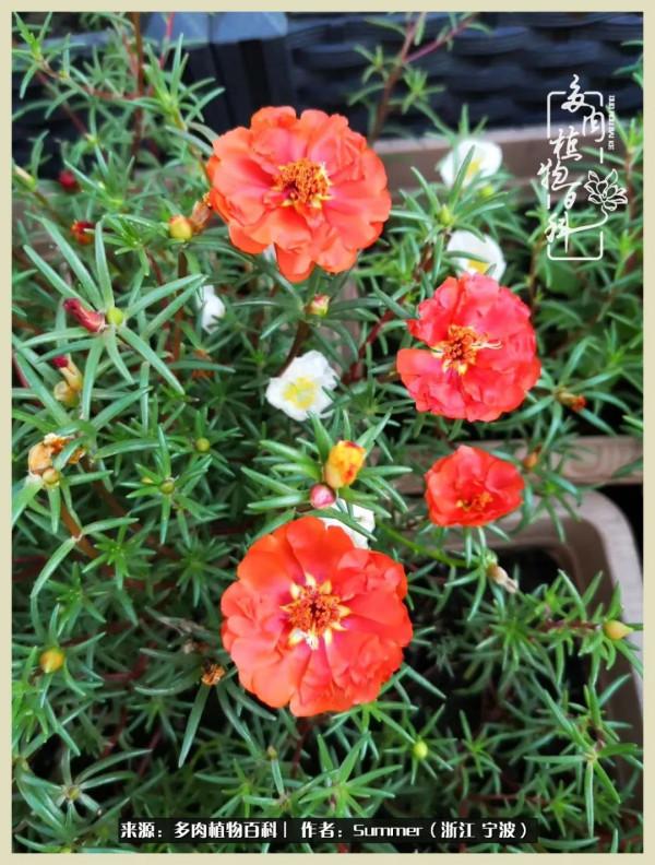 多肉小白2個月成功入坑:有我在,你們就負責變美吧 多肉小白2個月成功入坑:有我在,你們就負責變美吧