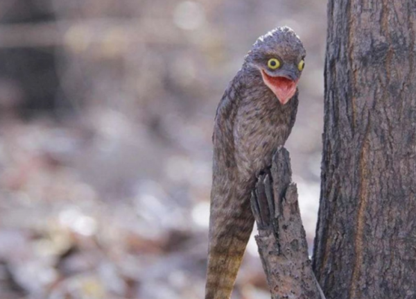 林鴟鳥和大麻鳽是真的能偽裝，不仔細看，都發現不了它們
