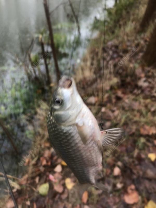 2021垂釣日誌之65,成子湖支流冒雨揮竿拿鯽魚 2021垂釣日誌之65,成子湖支流冒雨揮竿拿鯽魚