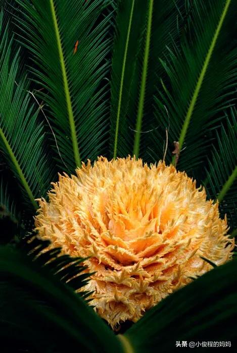 分享——鐵樹開花