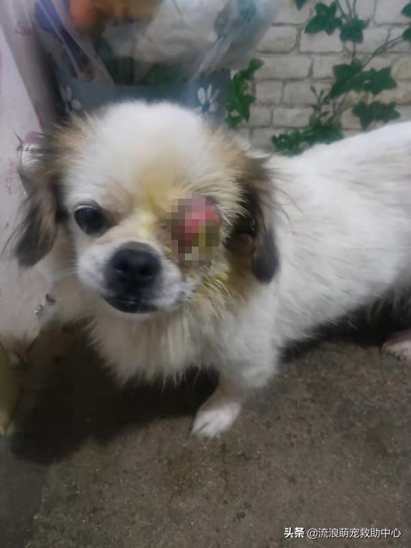 流浪狗被打爆眼睛，扔進垃圾堆，痛苦等死