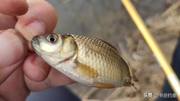 冬釣鯽魚用什麼鉤？袖鉤海夕都不是最好的選擇！選對鉤形才是王者