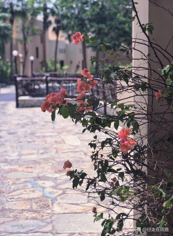 小國大能量：35萬人口擁有1.6萬家外企，加油127元自駕全國