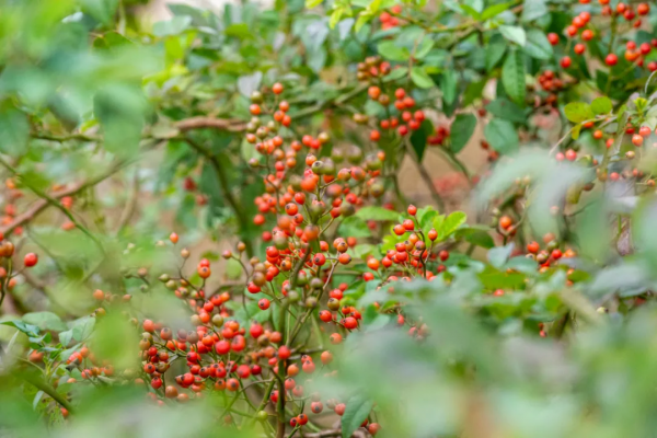 天蒙山中的冬日美景,一刻也不容錯過! 天蒙山中的冬日美景,一刻也不容錯過!