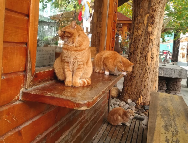 “GFgirls”三小隻 · 申請出道