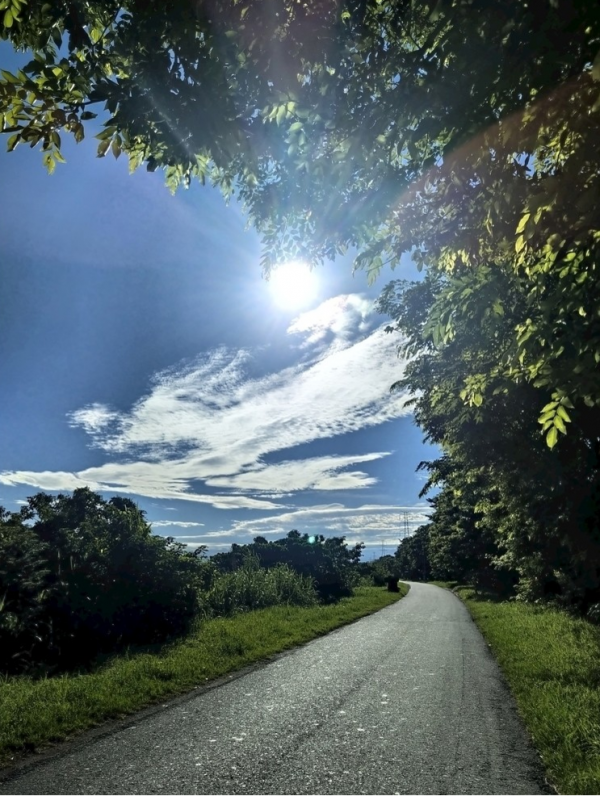 故鄉永在我心中——感悟《故鄉樹下》