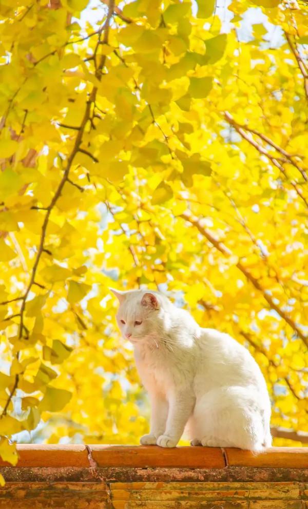 年運|傑西卡 處女座2021-2022生日運 年運|傑西卡 處女座2021-2022生日運