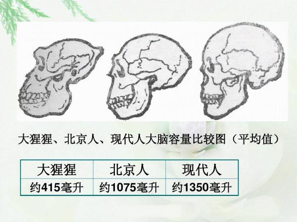 人類專屬&OpenCurlyDoubleQuote;聰明基因&rdquo;被發現，難道我們真是被改造的？