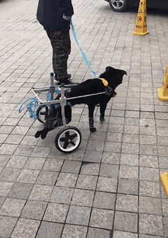 被拋棄的小泰迪又慘遭虐待,打斷頸椎後扔進橋洞等死 被拋棄的小泰迪又慘遭虐待,打斷頸椎後扔進橋洞等死