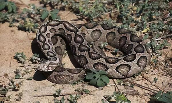 這些生活在地球上的“老毒物”，有多少是大家認識的？漲知識了