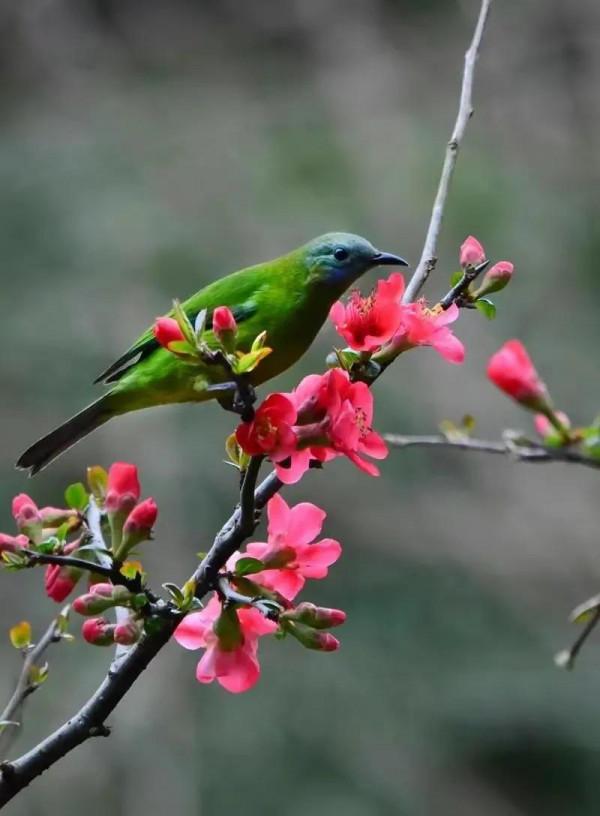 分享圖片&mdash;&mdash;山清水秀 鳥語花香