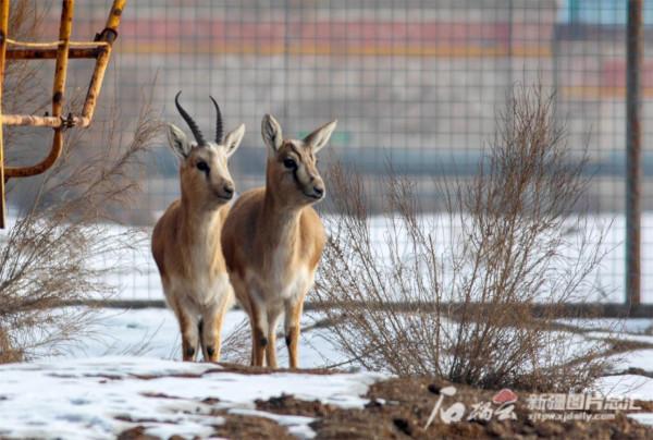 鵝喉羚漫步火燒山油田