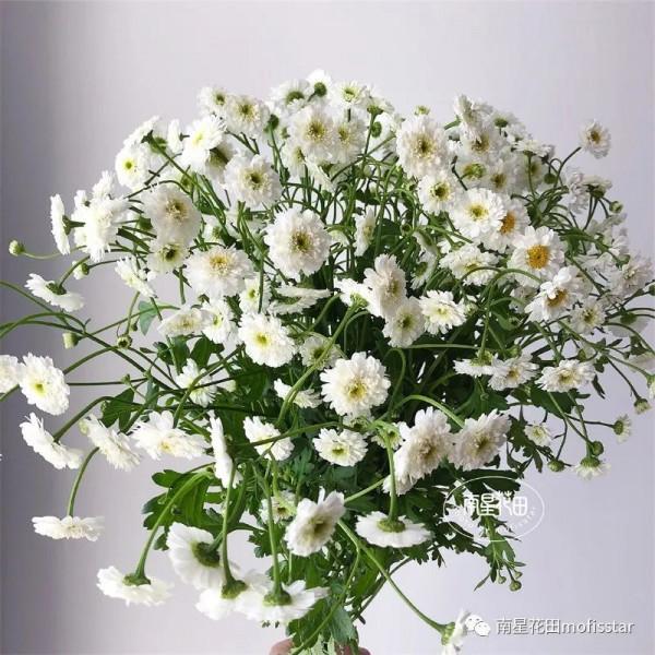 小女孩洋甘菊 · 花邊小白裙