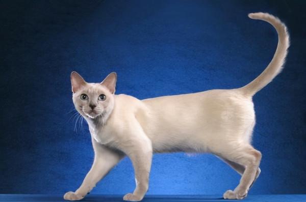 品種溯源識別系列之:東方短毛貓 品種溯源識別系列之:東方短毛貓