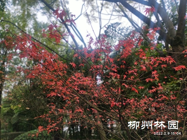 「綠化處」楓葉映霜紅 片片楓葉情