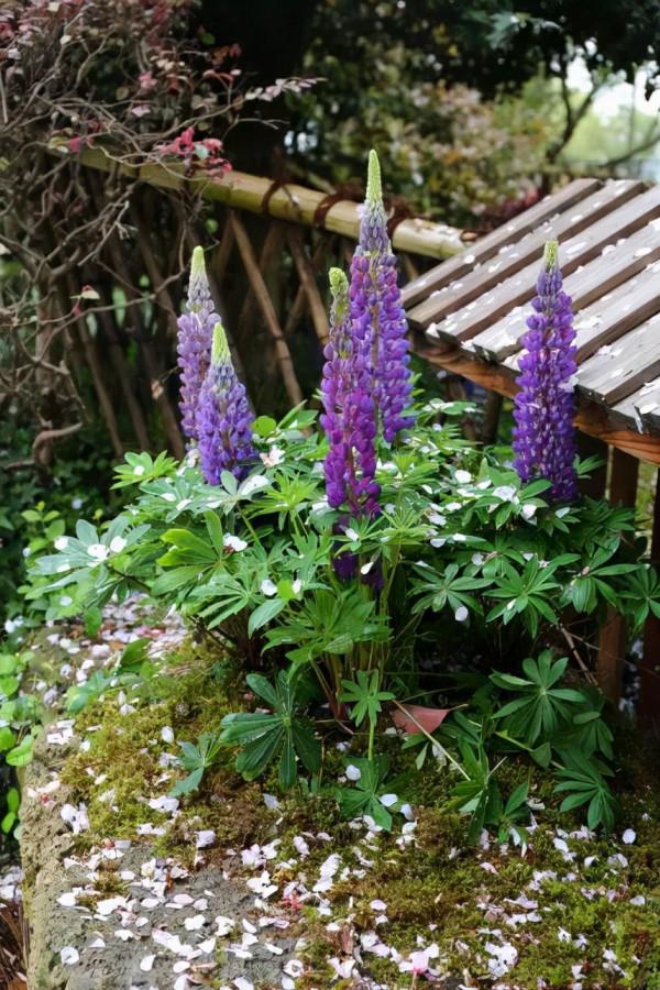 想要春日花園更多彩，不能少了它們
