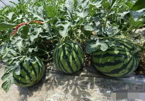 沒錢沒技術的農村人,如何能快速賺到錢,這裡有幾個不錯的方法 沒錢沒技術的農村人,如何能快速賺到錢,這裡有幾個不錯的方法