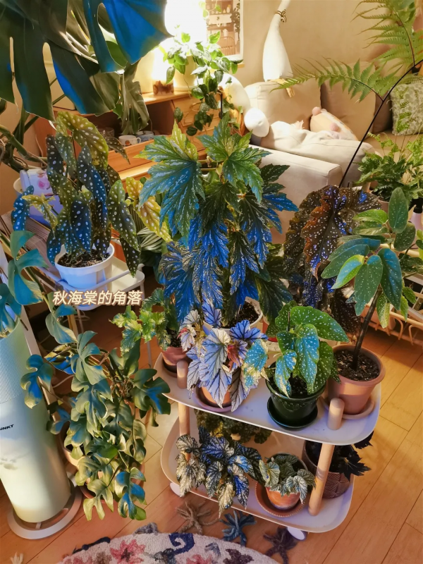 沒有花園怎麼種花？從東北到廣東，4位大神在室內種出植物園